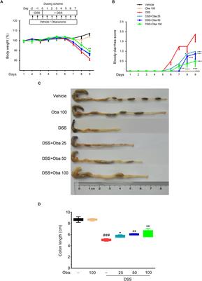 Obacunone Protects Against Ulcerative Colitis in Mice by Modulating Gut Microbiota, Attenuating TLR4/NF-κB Signaling Cascades, and Improving Disrupted Epithelial Barriers